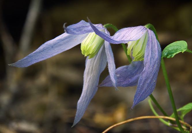 purple virgin's bower